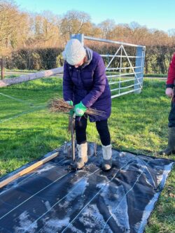 Planting a boundary hedge at the club field, January 2024