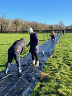 Planting a boundary hedge at the club field, January 2024