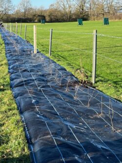 Planting a boundary hedge at the club field, January 2024