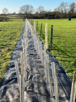 Planting a boundary hedge at the club field, January 2024